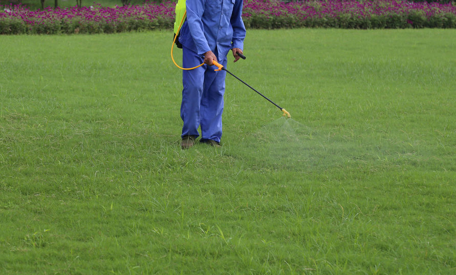 Spraying lawn